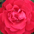 Vörös - Virágágyi grandiflora - floribunda rózsa - Burning Love®